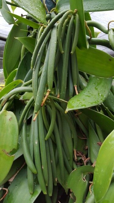 Fruit de l'orchidée Planifolia